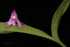 Roscoea alpina